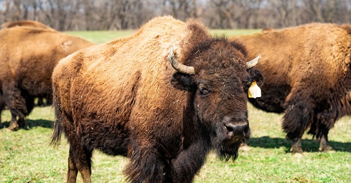 Wildlife Prairie Park - Bison