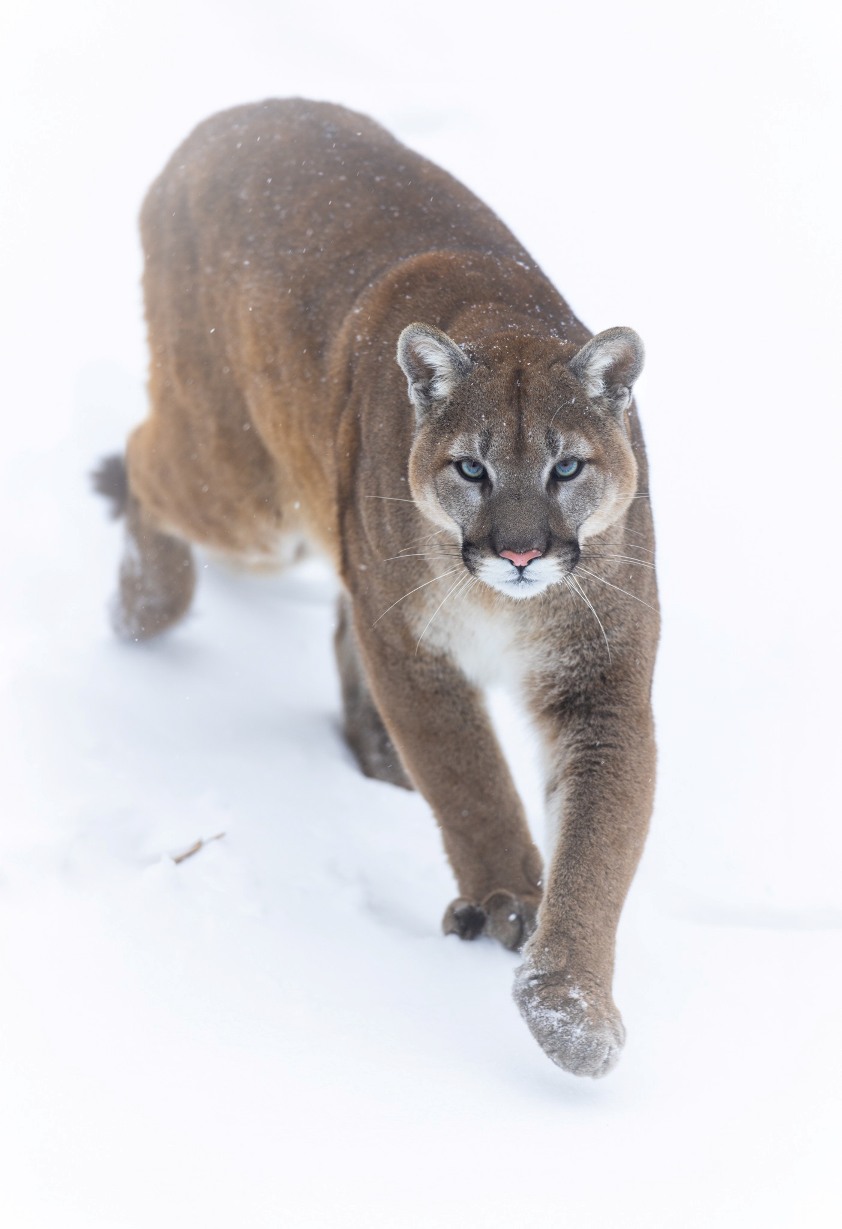 Wildlife Prairie Park - Cougar