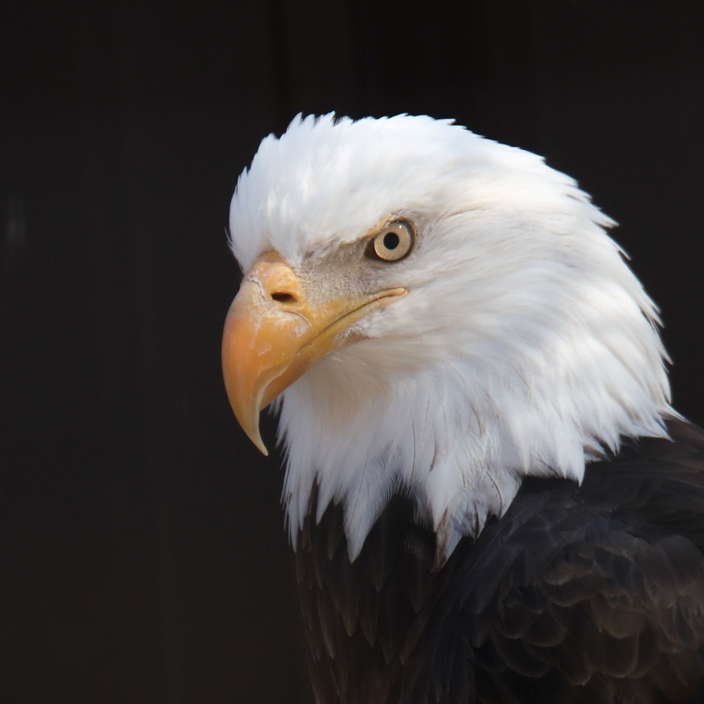 Wildlife Prairie Park - Eagle