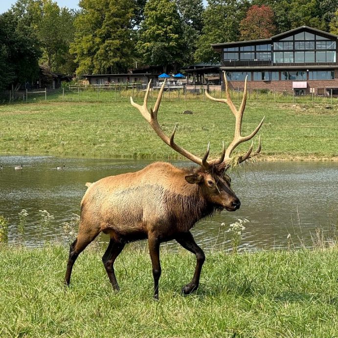 Wildlife Prairie Park - Elk
