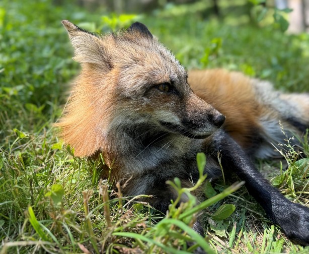 Wildlife Prairie Park - Fox