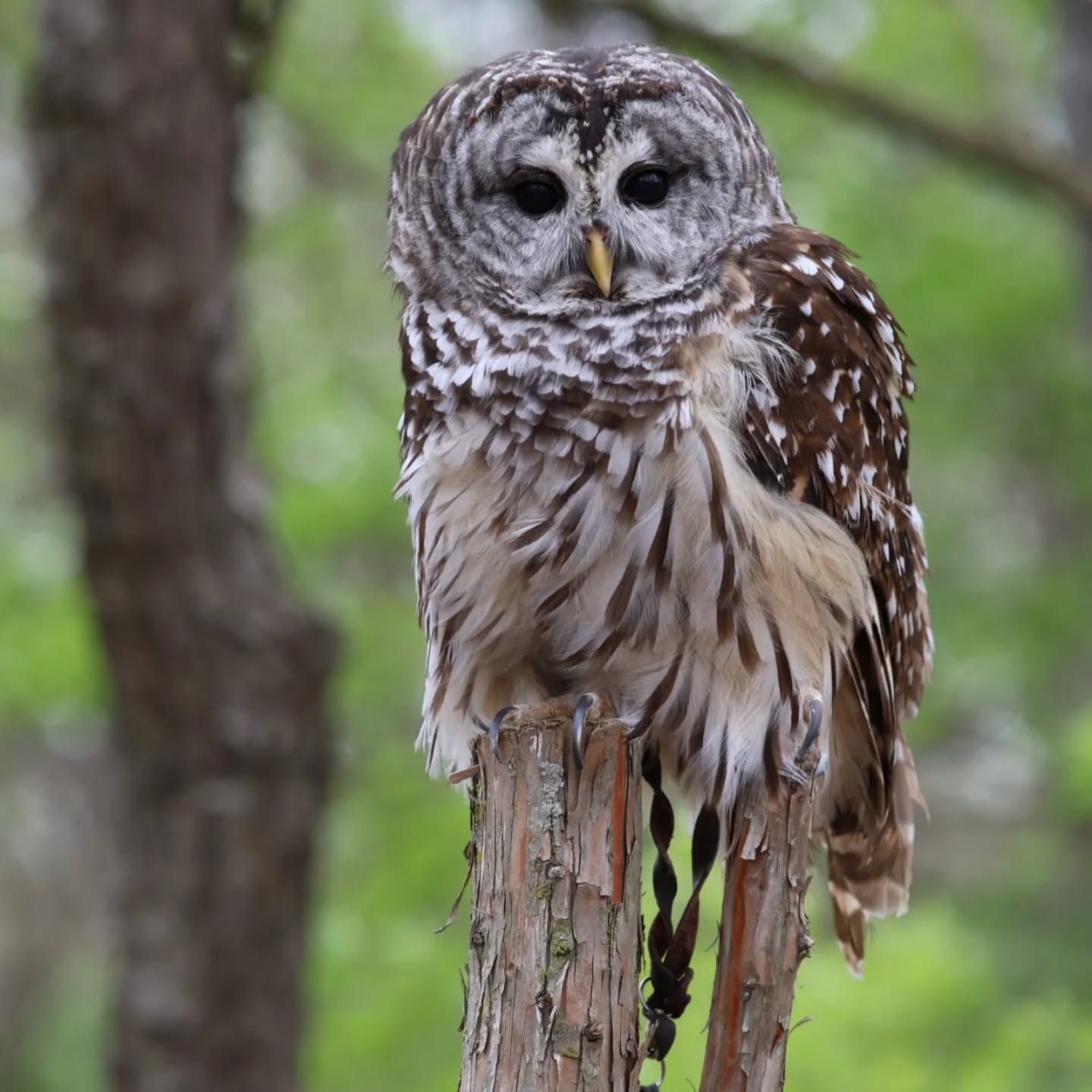 Wildlife Prairie Park - Owl
